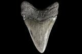 Large, Fossil Megalodon Tooth - Georgia #76459-1